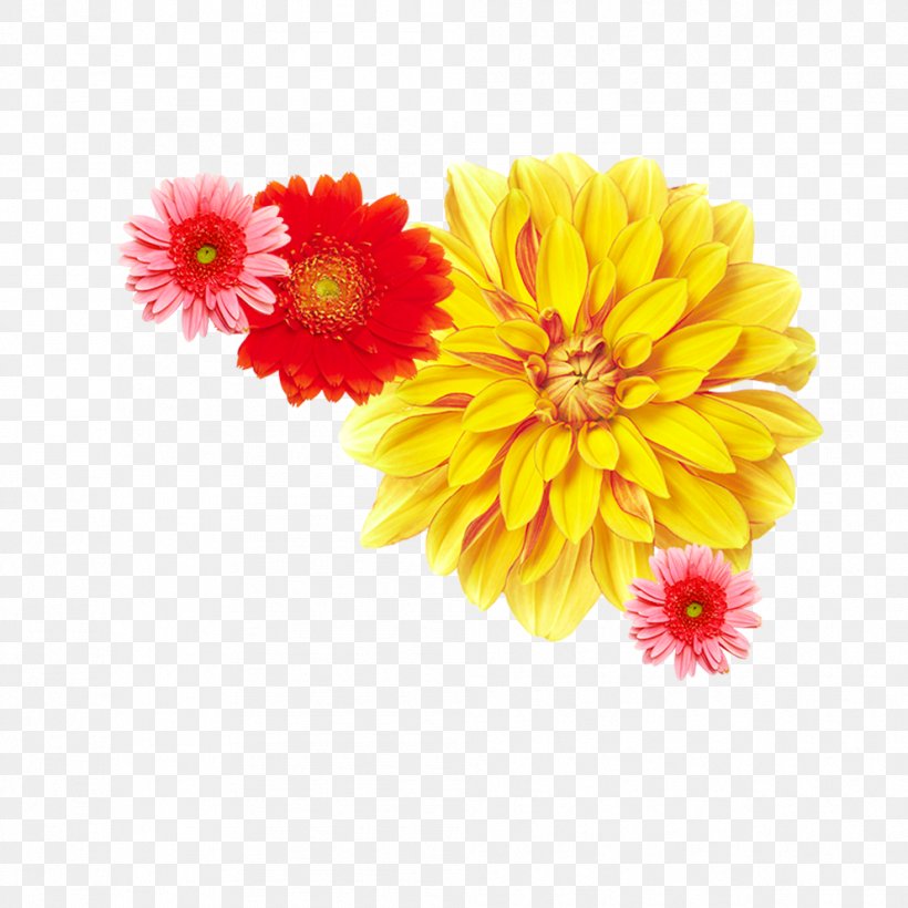 Chrysanthemum ×grandiflorum Yellow Flower Dendranthema Lavandulifolium, PNG, 992x992px, Dendranthema Lavandulifolium, Chrysanthemum, Chrysanthemum Tea, Chrysanths, Common Daisy Download Free