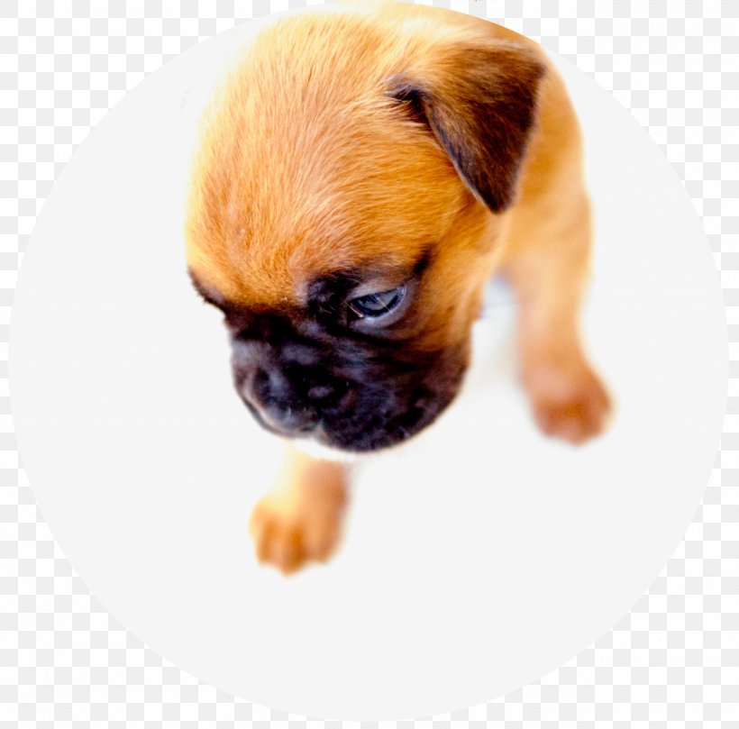 Dog Breed Pug Boxer Puppy Companion Dog, PNG, 1280x1263px, Dog Breed, Aretus, Boxer, Breed, Carnivoran Download Free