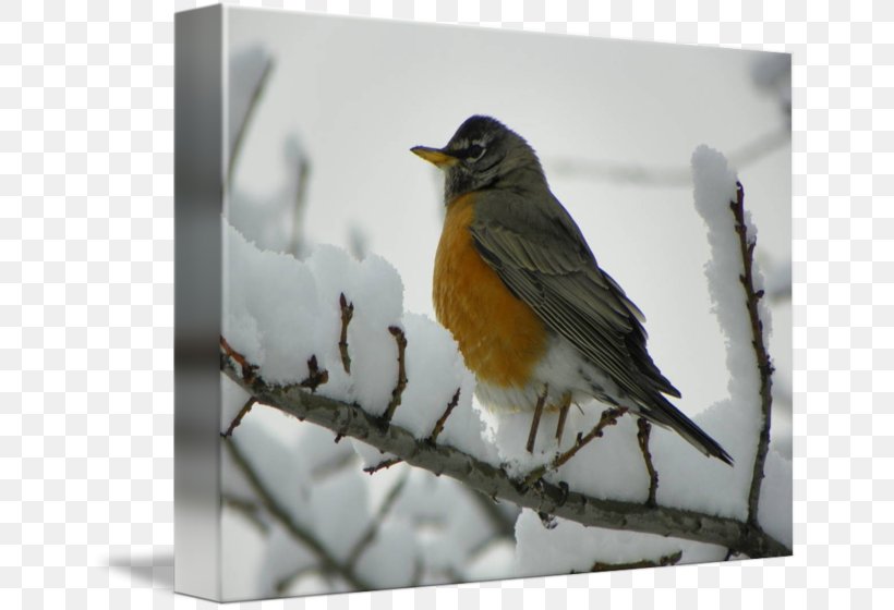 European Robin Desktop Wallpaper, PNG, 650x560px, European Robin, American Robin, American Sparrows, Arabs, Beak Download Free