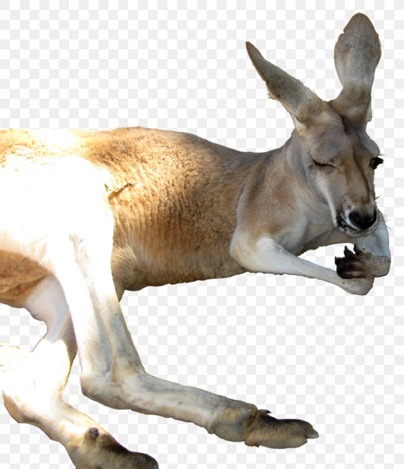 Kangaroo Clip Art, PNG, 830x963px, Macropodidae, Antelope, Deer, Digital Image, Fauna Download Free
