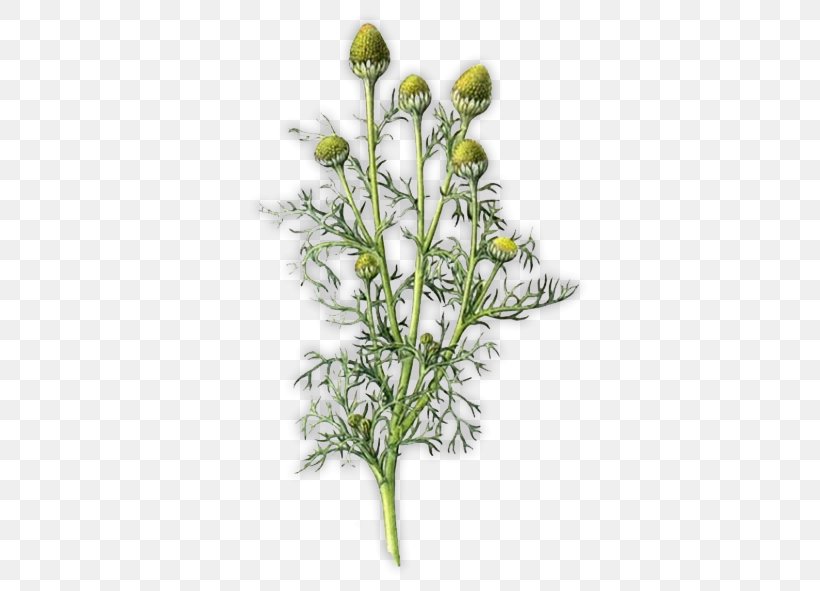 Pineappleweed Plant Stem German Chamomile Clip Art, PNG, 518x591px, Watercolor, Cartoon, Flower, Frame, Heart Download Free