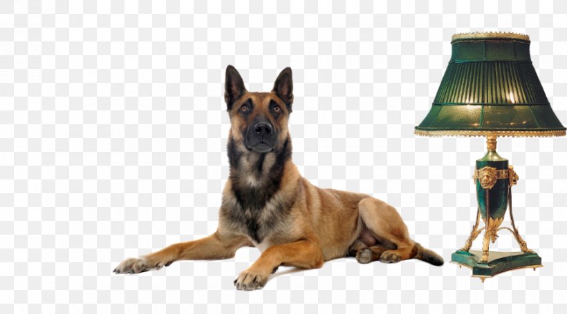 Dog Breed German Shepherd Kunming Wolfdog Snout, PNG, 900x500px, Dog Breed, Breed, Carnivoran, Dog, Dog Breed Group Download Free