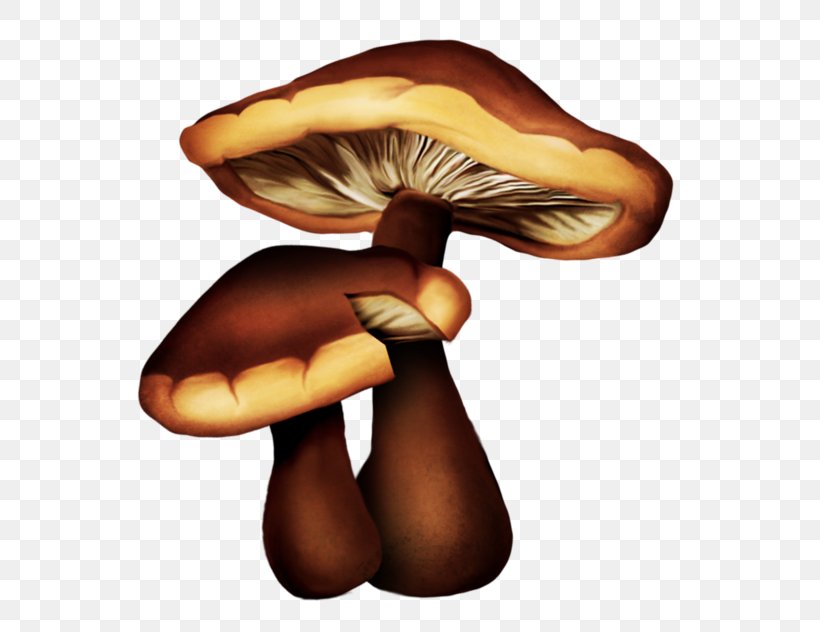 Edible Mushroom Drawing Oyster Mushroom, PNG, 600x632px, Mushroom, Cartoon, Common Mushroom, Drawing, Edible Mushroom Download Free