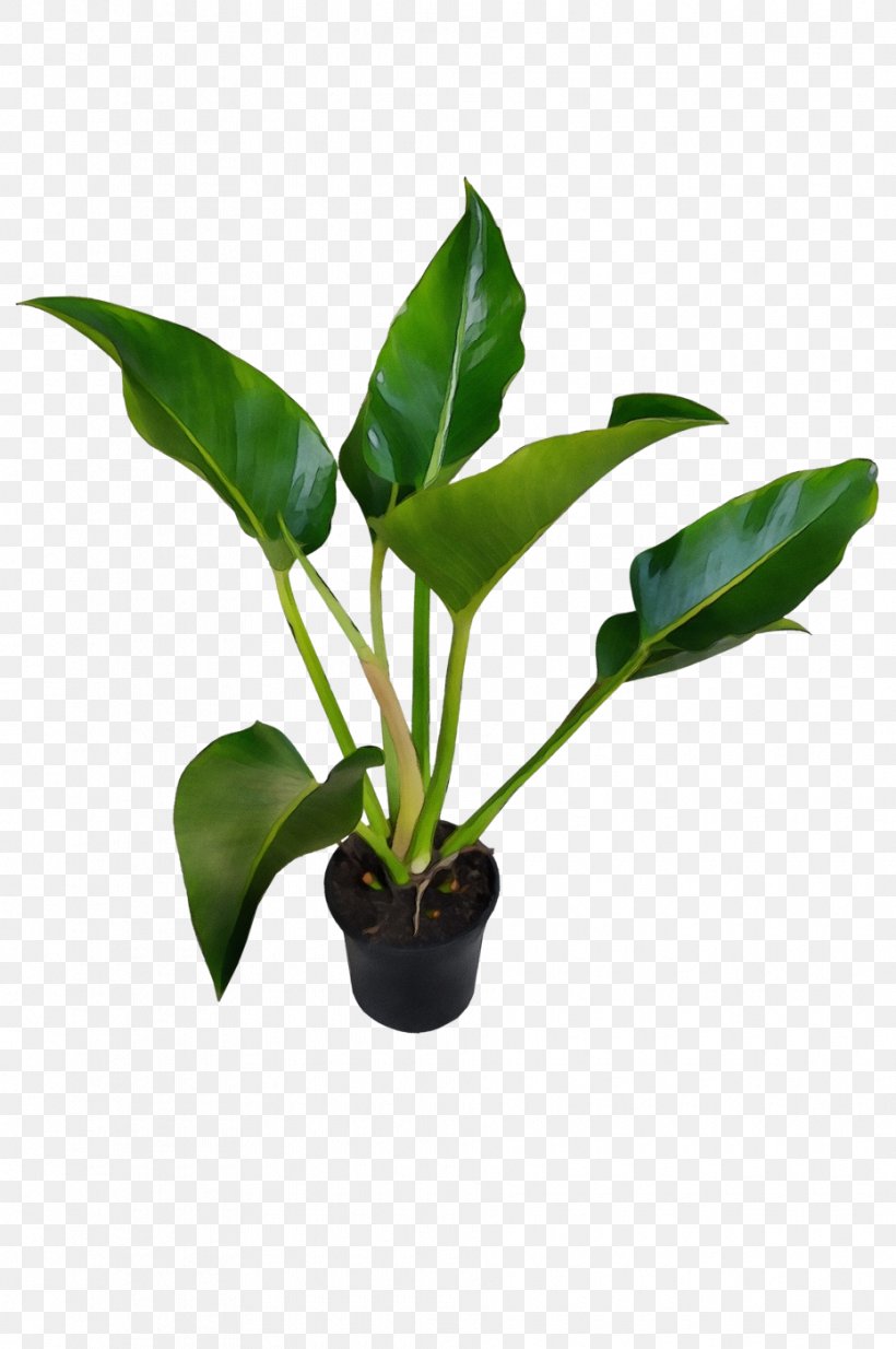 Flower Plant Leaf Houseplant Flowerpot, PNG, 930x1400px, Watercolor, Anthurium, Flower, Flowerpot, Houseplant Download Free