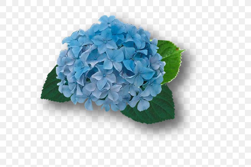 French Hydrangea Blue Cut Flowers Plant, PNG, 691x547px, French Hydrangea, Blue, Color, Cornales, Cut Flowers Download Free