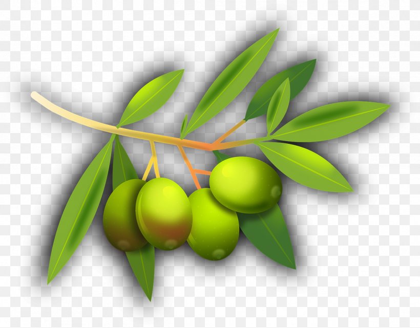 Olive Tree, PNG, 1266x990px, Olive Leaf, Flower, Food, Fruit, Leaf Download Free