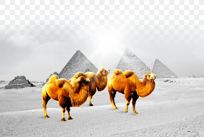 Camel Fundal Poster, PNG, 4000x2686px, Camel, Arabian Camel, Business, Camel Like Mammal, Culture Download Free