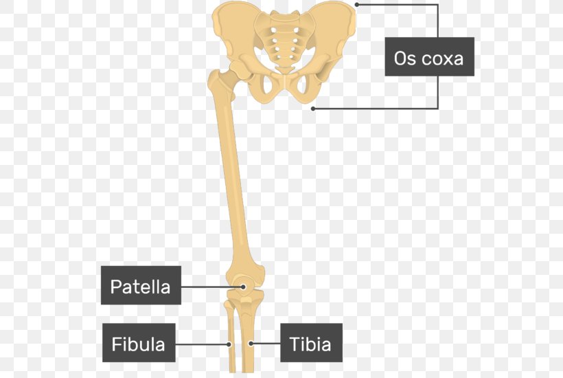 Joint Patella Femur Bone Tibia, PNG, 567x550px, Watercolor, Cartoon, Flower, Frame, Heart Download Free