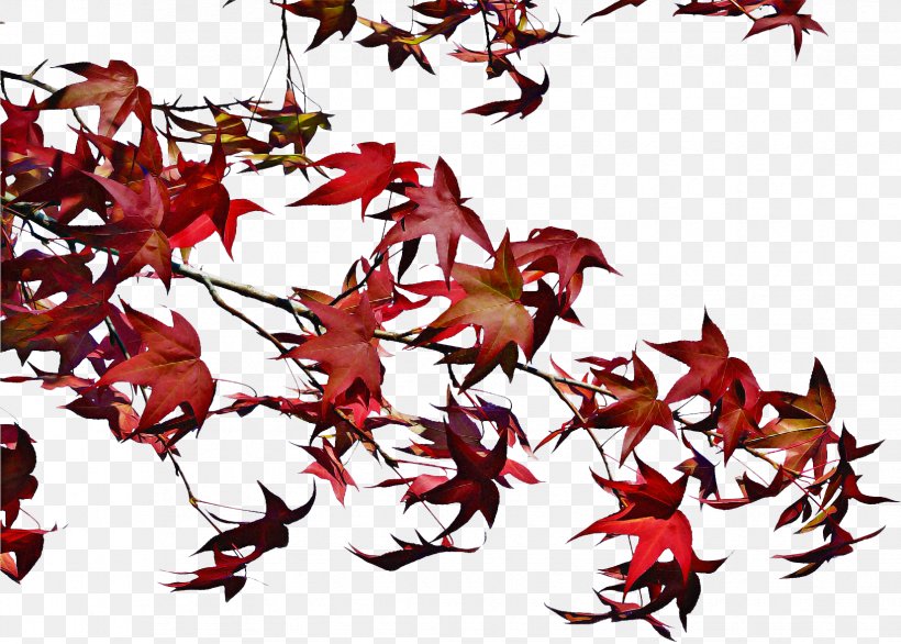 Leaf Red Plant Sweet Gum Tree, PNG, 1651x1181px, Leaf, Black Maple, Flower, Plant, Red Download Free