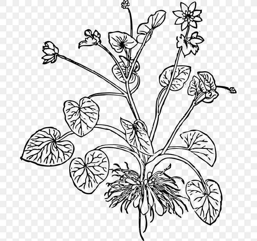 Lesser Celandine The Essentials Of Illustration Drawing Clip Art, PNG, 691x768px, Lesser Celandine, Art, Black And White, Branch, Buttercup Download Free