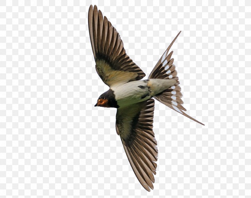 Finch Bird Common Starling Flight Eurasian Jay, PNG, 900x712px, Finch, Barn Swallow, Beak, Bird, Bird Anatomy Download Free