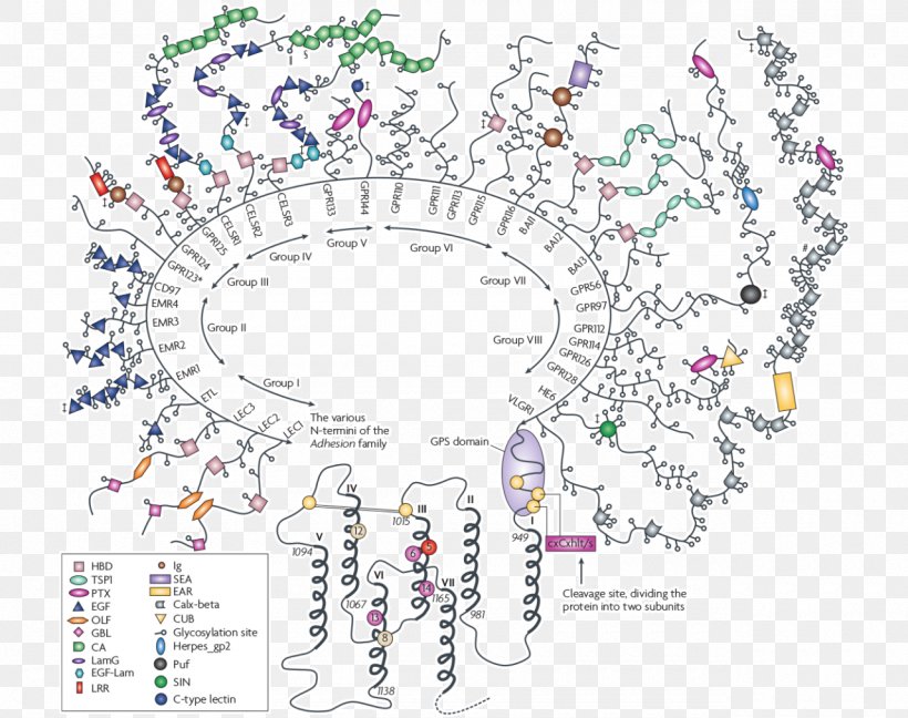 G Protein–coupled Receptor Transmembrane Protein, PNG, 1280x1013px, G Proteincoupled Receptor, Area, Cell Signaling, Cell Surface Receptor, Conserved Sequence Download Free