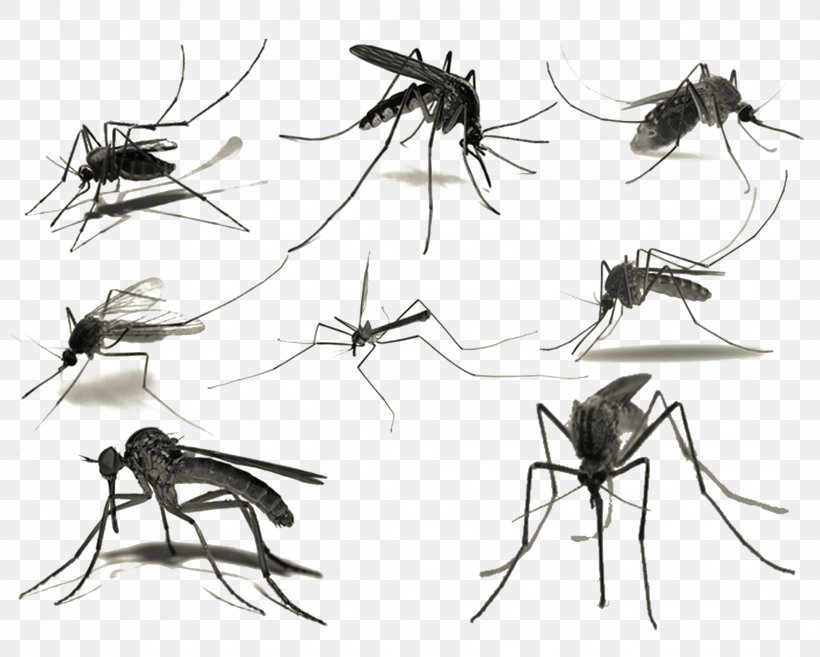 Mosquito Brush, PNG, 2147x1721px, Mosquito, Arthropod, Black And White, Brush, Drawing Download Free