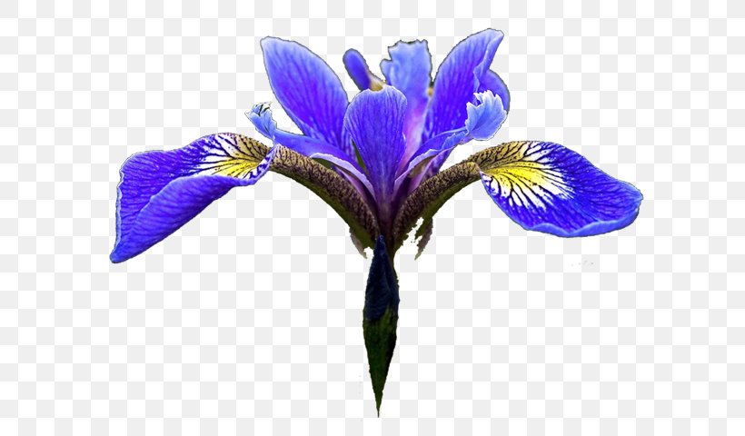 Northern Blue Flag Iris Flower Data Set Clip Art, PNG, 614x480px, Northern Blue Flag, Color, Cut Flowers, Flower, Flowering Plant Download Free