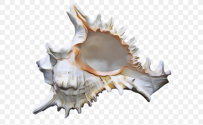 Conch Conch Jaw Shankha Shell, PNG, 600x503px, Conch, Bone, Jaw, Shankha, Shell Download Free