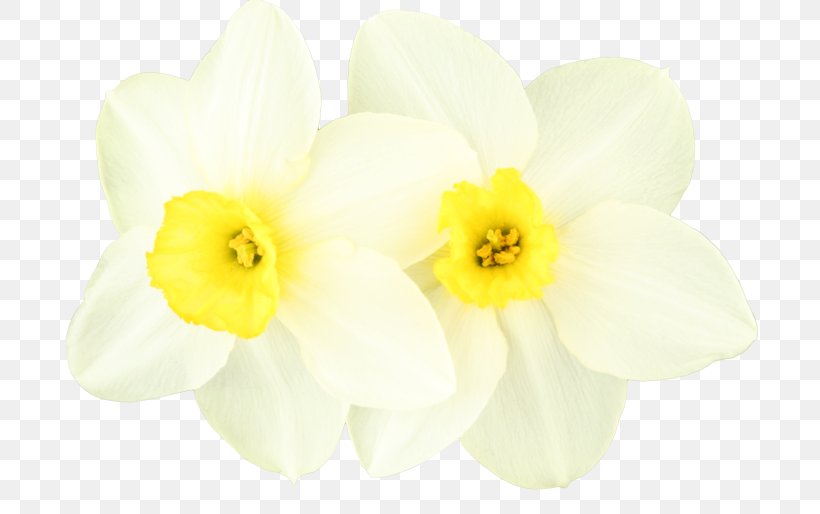 Daffodil 150s 160s Centerblog 0, PNG, 700x514px, Daffodil, Amaryllis Family, Blog, Centerblog, Flower Download Free
