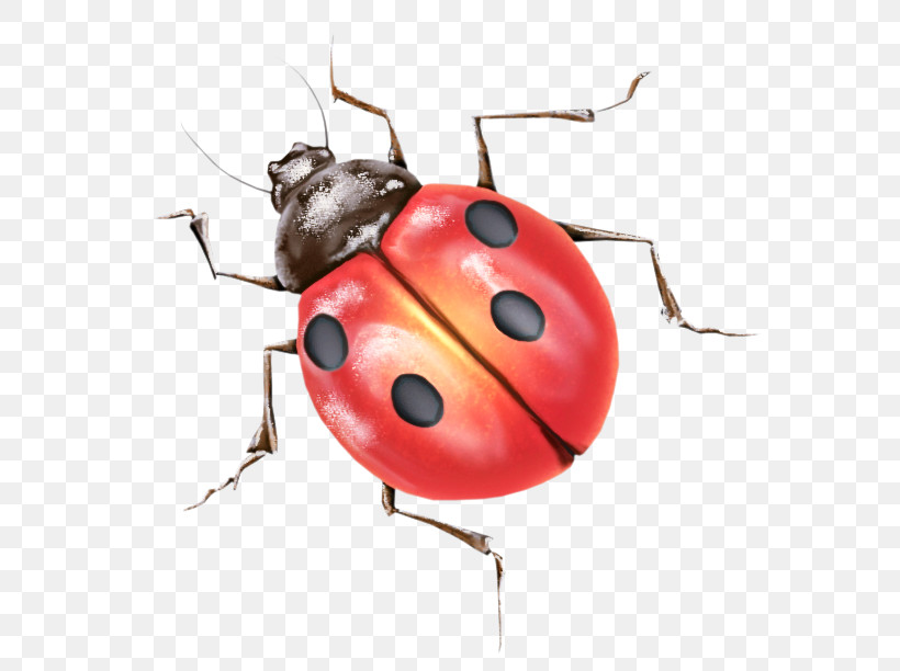 Ladybug, PNG, 600x612px, Insect, Beetle, Bug, Jewel Bugs, Ladybug Download Free