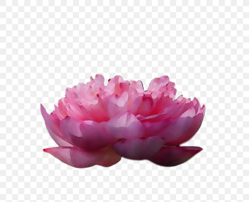 Peony, PNG, 680x666px, Watercolor, Paint, Peony, Wet Ink Download Free
