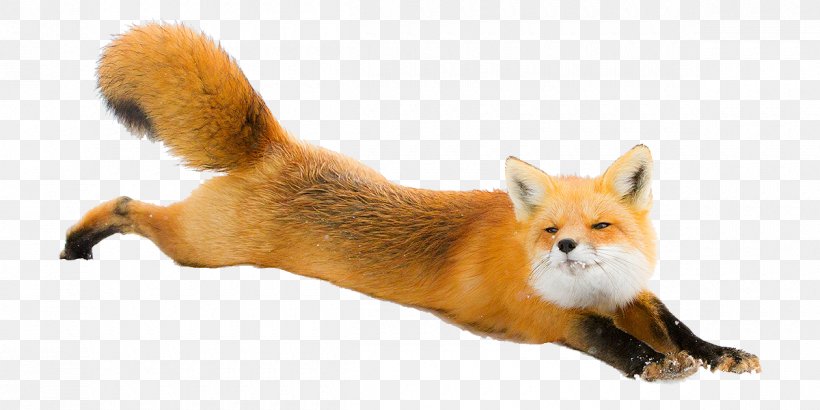 red fox shiba