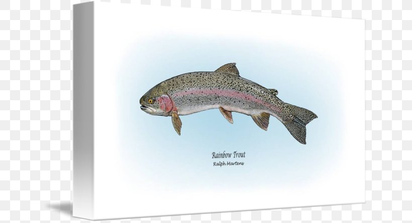 Salmon Rainbow Trout Drawing, PNG, 650x445px, Salmon, Art, Bony Fish, Com, Drawing Download Free
