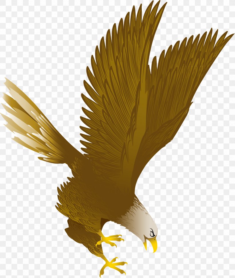 Bald Eagle Clip Art, PNG, 1668x1972px, Eagle, Accipitriformes, Bald Eagle, Beak, Bird Download Free