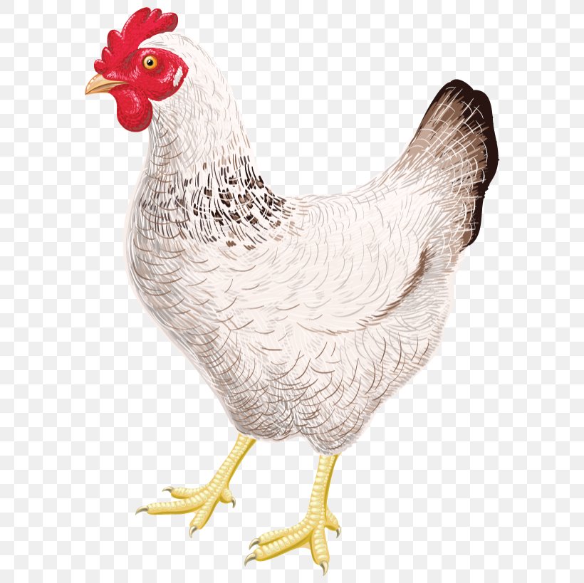 Chicken Coop Sticker Rooster T-shirt, PNG, 800x819px, Chicken, Adhesive, Beak, Bird, Chicken Coop Download Free