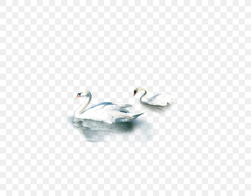 Duck Cygnini Beak Feather Teal, PNG, 586x639px, Duck, Beak, Bird, Cygnini, Ducks Geese And Swans Download Free