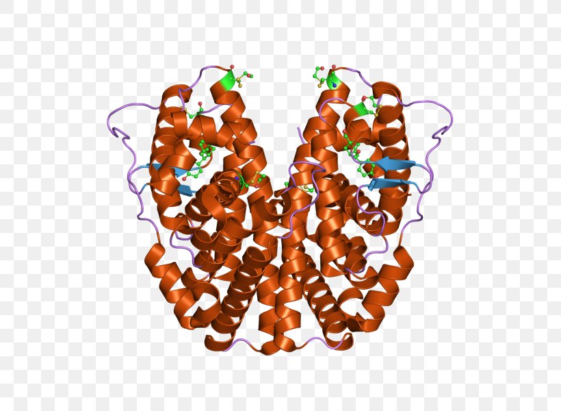 Estrogen Receptor Alpha Nuclear Receptor, PNG, 800x600px, Estrogen Receptor, Bead, Body Jewelry, Dnabinding Domain, Dnabinding Protein Download Free