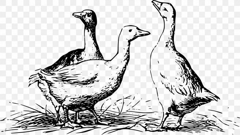 Goose Duck Drawing Mallard, PNG, 2400x1349px, Goose, Anatidae, Anseriformes, Art, Artwork Download Free