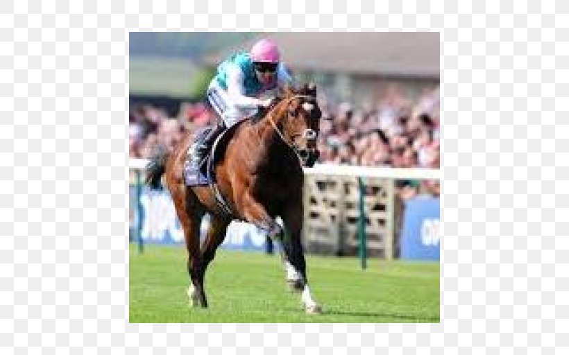 Horse Racing Jockey Ascot Racecourse Stallion, PNG, 512x512px, Horse Racing, Animal Sports, Ascot Racecourse, Bridle, Champion Stakes Download Free