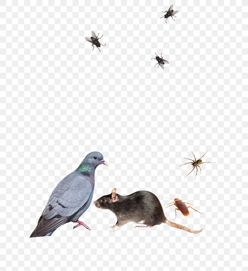 Pest Control Insecticide Rat Rodenticide, PNG, 650x894px, Pest Control, Beak, Bird, Cuculiformes, Empresa Download Free