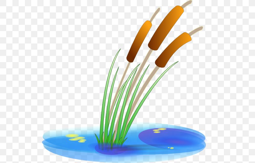 Wetland Free Content Clip Art, PNG, 550x525px, Wetland, Aquatic Plant, Cattail, Common Reed, Free Content Download Free