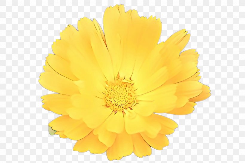 Flowers Background, PNG, 2448x1632px, Cartoon, Annual Plant, Calendula, Chrysanths, Cut Flowers Download Free