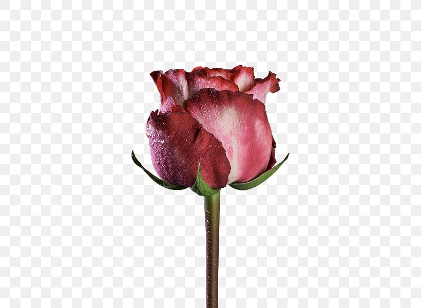 Garden Roses Centifolia Roses Pink Cut Flowers Black Rose, PNG, 600x600px, Garden Roses, Black Rose, Bud, Burgundy, Centifolia Roses Download Free