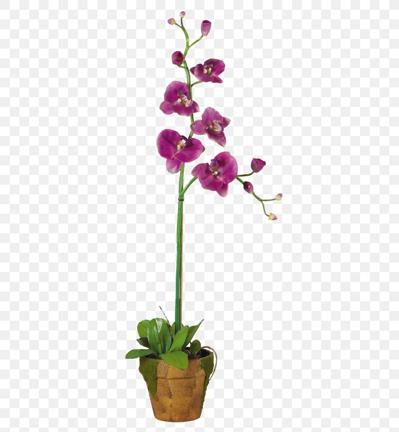 Moth Orchids Flowerpot Plant Dendrobium, PNG, 402x889px, Moth Orchids, Clusia Rosea, Common Ivy, Crock, Dendrobium Download Free