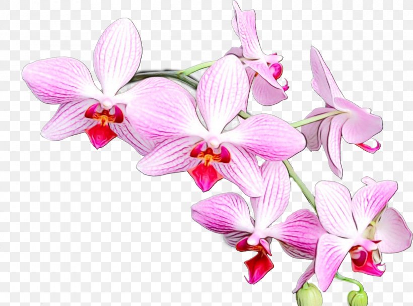 Pink Flower Cartoon, PNG, 1280x949px, Orchids, Branch, Cattleya, Cattleya Labiata, Cattleya Orchids Download Free