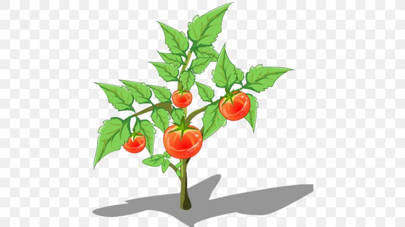Birds Eye Chili Chili Con Carne Tomato Plant, PNG, 892x501px, Birds Eye Chili, Bell Peppers And Chili Peppers, Branch, Cherry, Chili Con Carne Download Free