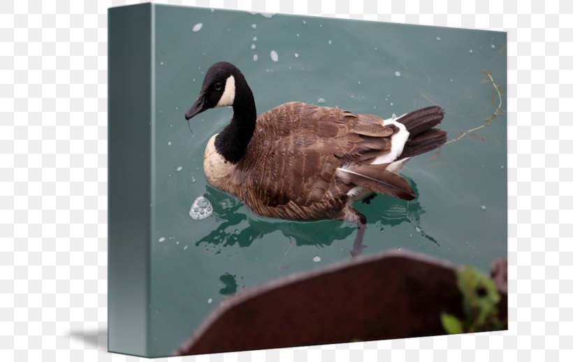 Duck Goose Water Bird Anatidae, PNG, 650x518px, Duck, Anatidae, Animal, Beak, Bird Download Free