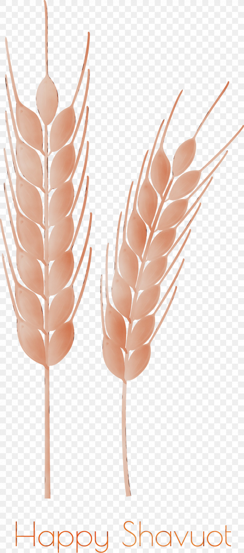 Feather, PNG, 1325x2999px, Happy Shavuot, Feather, Food Grain, Grass Family, Paint Download Free
