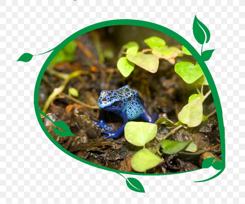 Frog Stock Photography Royalty-free, PNG, 762x681px, Frog, Amphibian, Amphibians, Black And White, Green Download Free