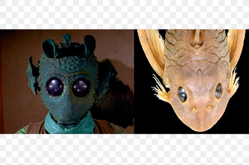 Greedo Han Solo Character Star Wars Catfish, PNG, 900x600px, Greedo, Animal, Catfish, Character, Fauna Download Free
