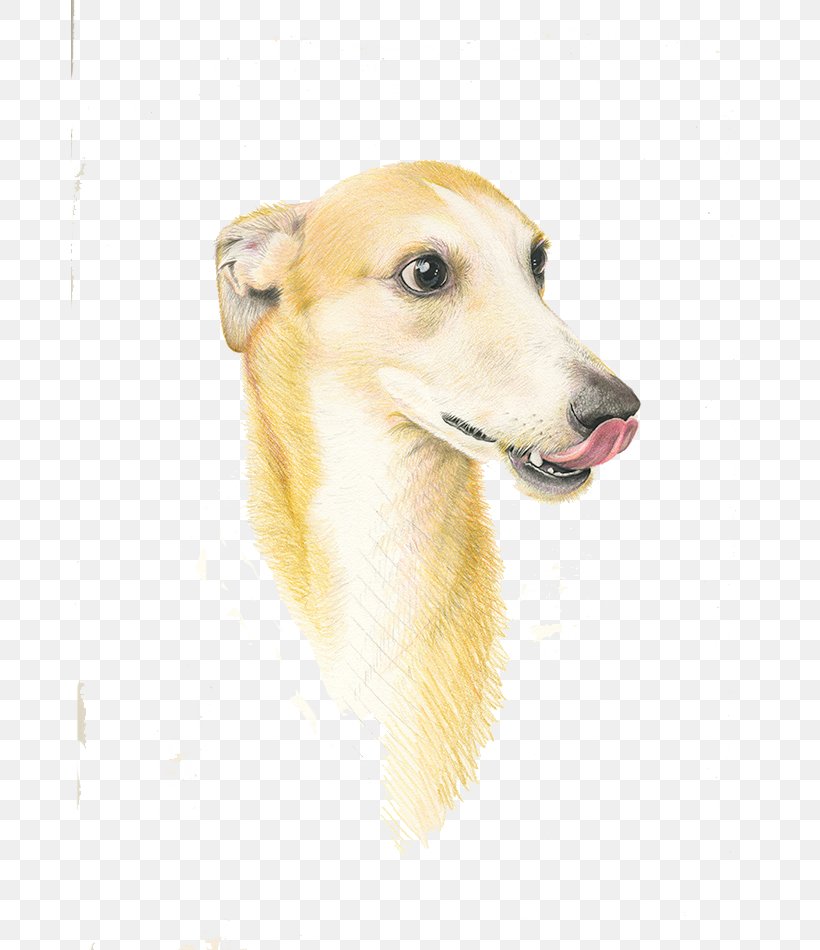 Italian Greyhound Whippet Longdog Pekingese Dog Breed, PNG, 677x950px, Italian Greyhound, Animal, Breed, Canidae, Carnivoran Download Free
