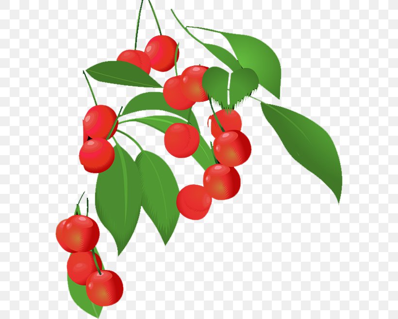 Lingonberry Barbados Cherry Natural Foods, PNG, 592x658px, Lingonberry, Acerola Family, Aquifoliaceae, Barbados Cherry, Berry Download Free