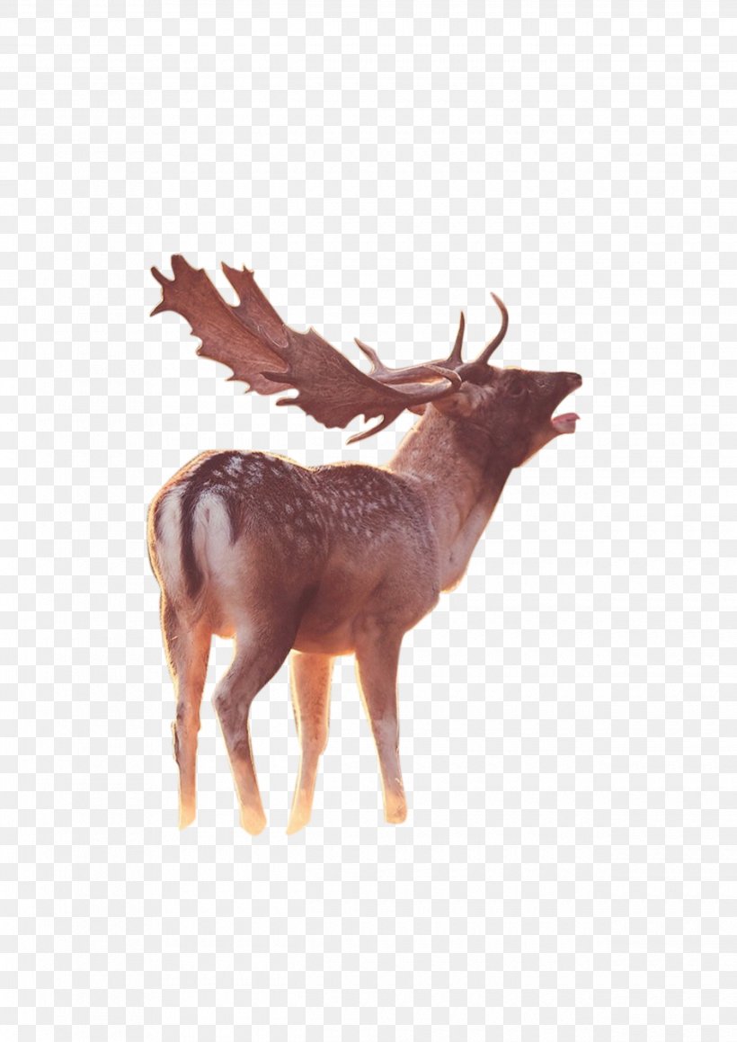 Reindeer Antelope, PNG, 2480x3508px, 3d Computer Graphics, Reindeer, Antelope, Antler, Deer Download Free
