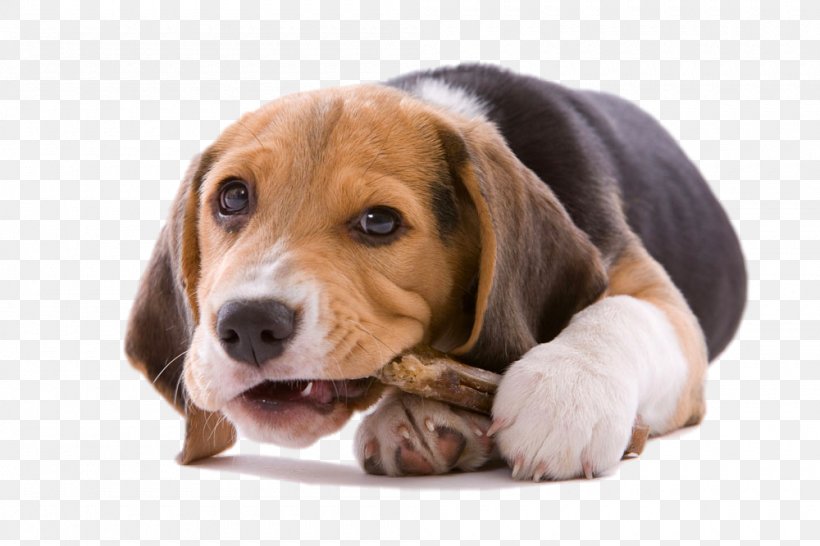 Beagle Your Puppy Chewing Chew Toy, PNG, 1000x667px, Beagle, Antler, Beagle Harrier, Biting, Bone Download Free