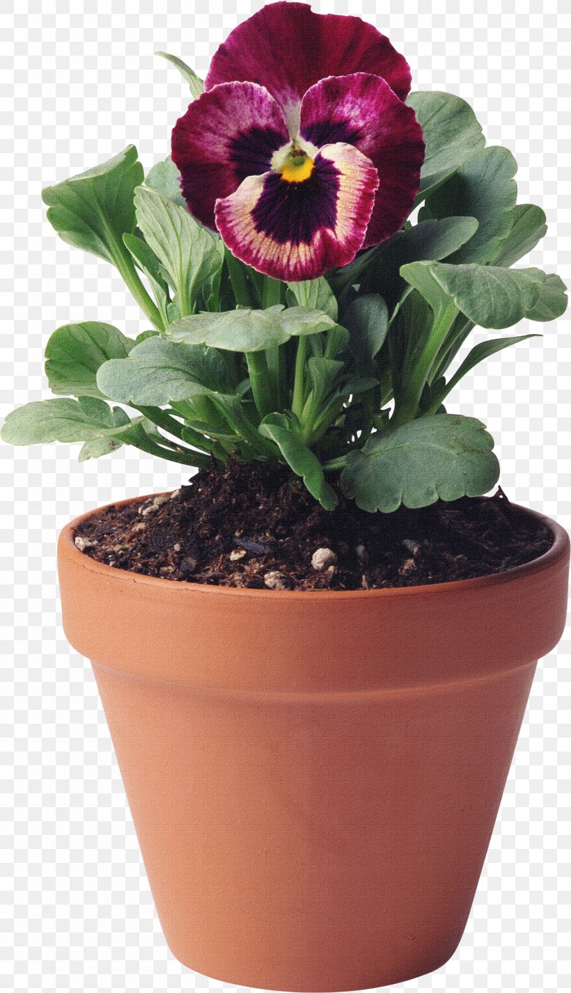 Flowerpot Photography Clip Art, PNG, 1511x2631px, Flower, Flowering Plant, Flowerpot, Herbaceous Plant, Houseplant Download Free