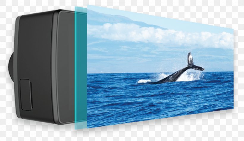Ocean Cetacea Silver Bank Humpback Whale Hawaii, PNG, 1000x578px, Ocean, Arctic Ocean, Brand, Cetacea, Dolphin Download Free