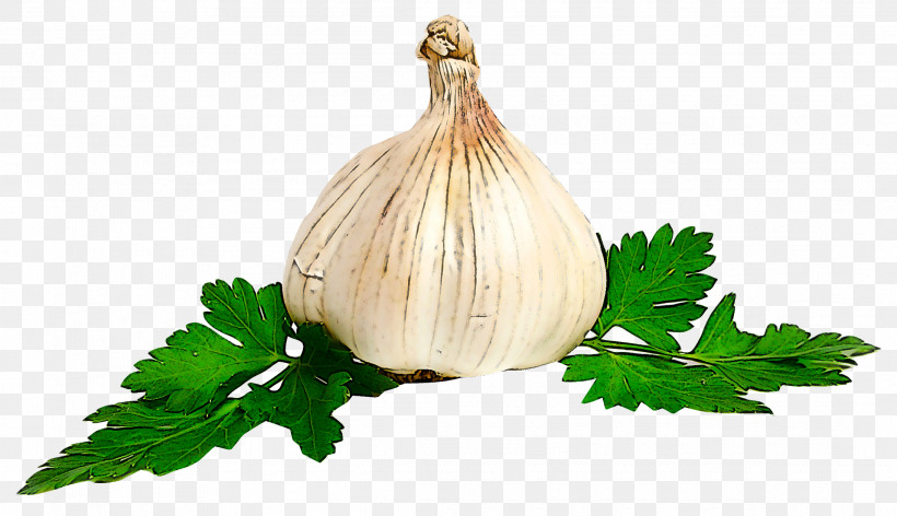 Parsley, PNG, 2185x1259px, Vegetable, Allium, Food, Garlic, Herb Download Free