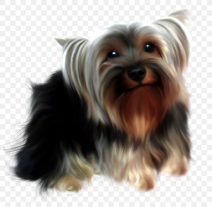 Yorkshire Terrier Australian Silky Terrier Australian Terrier Morkie Companion Dog, PNG, 794x800px, Yorkshire Terrier, Australian Silky Terrier, Australian Terrier, Biewer Terrier, Boston Terrier Download Free