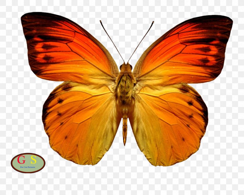 Beautiful Butterfly Insect Clip Art Monarch Butterfly, PNG, 1000x800px, Butterfly, Arthropod, Beautiful Butterfly, Blackveined White, Borboleta Download Free